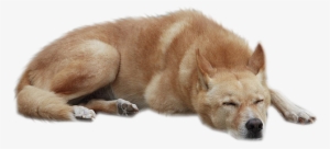 Png Format Images - Dog Png For Photoshop #472202