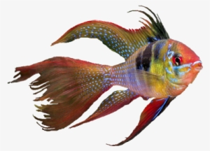 Velik Izbor Hrane I Opreme Za Vaše Kućne Ljubimce - Coral Reef Fish #472224