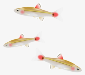 Fish Minnow Clip Art - Clip Art #472467