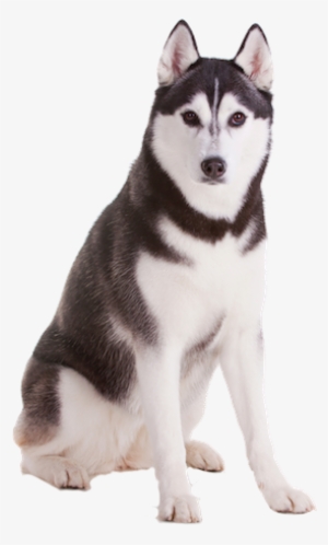 Husky Png #472519
