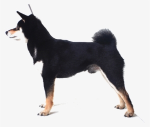 General Appearance - Imágenes De Perros Doberman Pinscher #472680