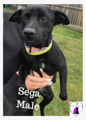 Sega - Formosan Mountain Dog #472825