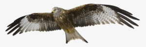 Red Kite, Red Milan, Milan - Red Hawk Transparent Background #473001