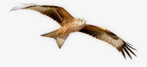 The Ii International Symposium Of Red Kite - Red Kite Bird Png #473460