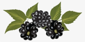 Blackberry Png #473586