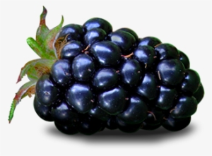 Blackberry Fruit Png File - Topco Hot Stuff Blackberry Warming Massage Oil - 6oz #473787