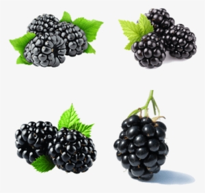 Blackberry Phone And Fruit #474017