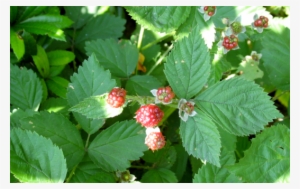 Blackberry Leaves - Frutti Di Bosco #474422