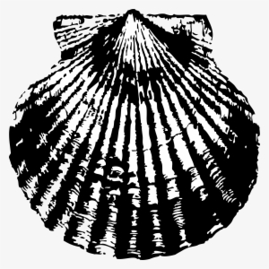 Scallop Png #474848