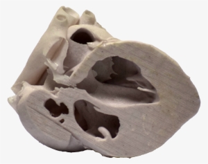 3d Printed Heart Cross Section - Igneous Rock #476652