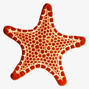 Sea Star Png Photo - Sea Star Png #478884