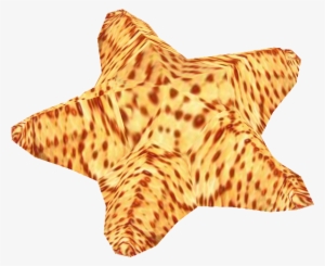 Cushion Sea Star - Starfish #479525