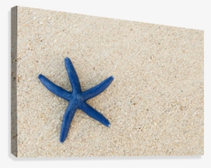 Fiji, Viti Levu Island, Blue Sea Star On Beach At Shangri-la #479630