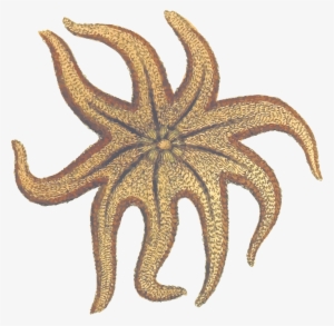 This Free Icons Png Design Of Seastar #479700
