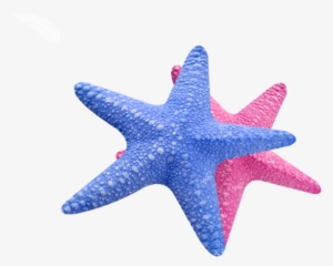 Sea Star Transparent - Sea Star Png Transparent #479801