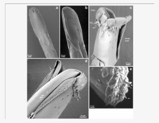 Download - Common Fig #4702640