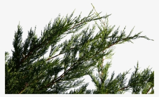 Fir #4704557
