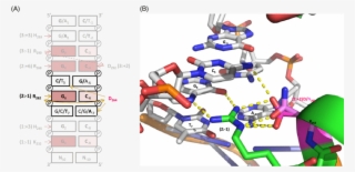 The Interactions Of Klf7 With Target Dna Sequence - Dna #4706399