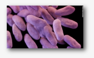 Scope Superbug Found - Carbapenem Resistant Enterobacteriaceae Cre #4711337