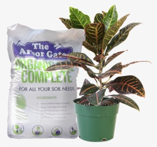 Or Call 281 351-8851 Reserve For Pick Up - Feng Shui Plants For Front Door #4712030