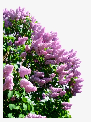 Куст Сирени Клипарт #4712357