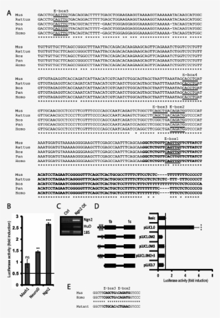 Ngn2 Promotes Reporter Activity Via Two E-boxes In - Document #4714904