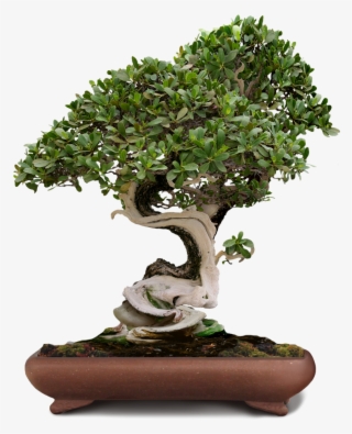 Bonsai Bonsai Tree Green Tree Png Image - Bonsai Plant Png #4718786