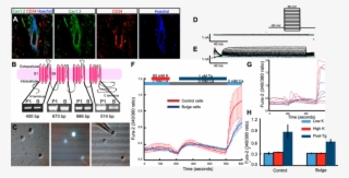 The Bulge Lacks Voltage-gated Ca 2 Currents - Antibody #4718902