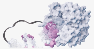 Experience The History Of Methionine Live Launch Timeline - Moth Orchid #4719672