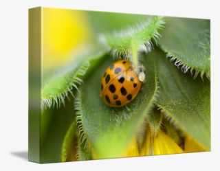 By Marina Castillo - Gallery-wrapped Canvas Art Print 16 X 11 Entitled Ladybug #4721198