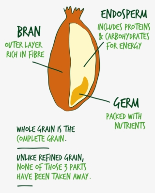 Illustration Of A Whole Grain - Parts Of Cereal Grain #4723693
