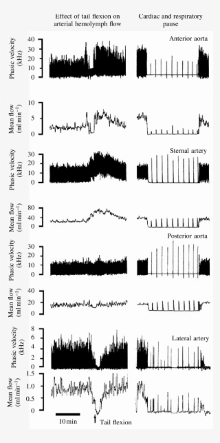 Composite Recording From Two Lobsters Of Anterior Aortic, - Circulatory System #4724219
