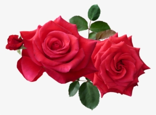 Rose Png - Roses Png #4726158