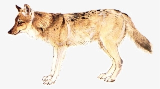 45 Million Years Ago Up To Around 2 Million Years Ago - Wolf #4727731