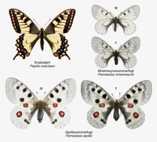 Svalestjerter - Papilionidae - Oregon Swallowtail Butterfly Tile Coaster #4727871