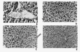 Control Animal Liver Showing Central Vein And Hepatocytes - Monochrome #4728161