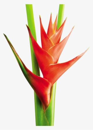 Heliconia Png - Heliconea Png #4729605