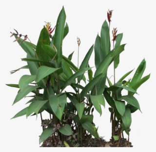 Heliconia Psittacorum - Heliconia Psittacorum Png #4729711