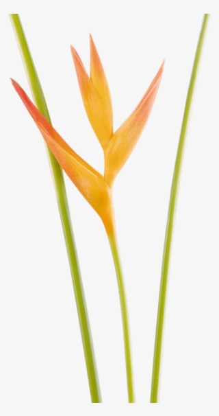 Mini Heliconia Opal - Lobster-claws #4729809