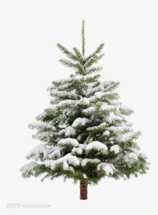 Pine Tree Snow Christmas Fir Trees Transprent Clip - Pine Tree Png #4732808
