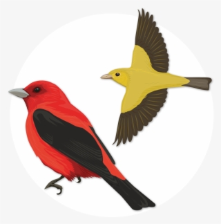 Scarlet Tanager #4733057