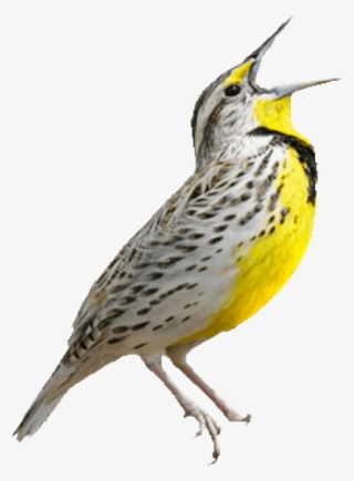 Free Png Birds Png Images Transparent - Western Meadowlark Song #4733130