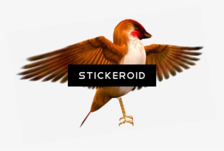 Finch Hd Birds - Duck #4733230