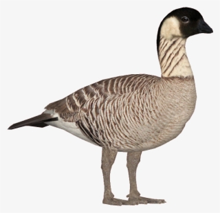 Nenegooseghost - Nene Goose #4733232