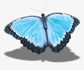 Butterfly, Png, Without Background, Shadow - Lepidoptera #4733877