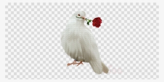 Dove Png Clipart Pigeons And Doves Racing Homer Homing - Clip Art #4733879 Dove Png Clipart Pigeons And Doves Racing Homer Homing - Clip Art #4733879