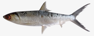 Fish Png #4735294