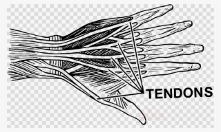 Tendons Png Clipart Tendon Sheath Synovial Bursa - Tendons Transparent #4735780