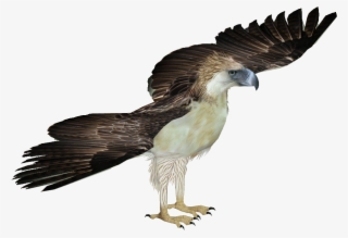 Philippine Eagle - Harpy Eagle Png #4737671