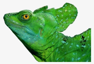 Thumb Image - Keyring Basilisk Lizard Head Black Beautiful 16987 #4740051